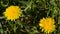 Yellow dandelion flowers