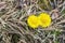 Yellow dandelion flowers against the background of last year`s grass.