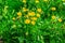 Yellow dandelion flowers on a background of greenery, selective focus