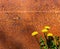 Yellow dandelion flowers on the background of a rusty metal wall