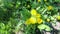 Yellow dandelion flowers. Bush of spring wildflowers.