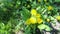 Yellow dandelion flowers. Bush of spring wildflowers.