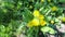 Yellow dandelion flowers. Bush of spring wildflowers. Slow motion.