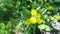 Yellow dandelion flowers. Bush of spring wildflowers. Slow motion.