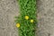 Yellow dandelion flowers among clover grass