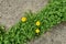 Yellow dandelion flowers among clover grass. Diagonal