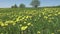 Yellow dandelion flowers in a field spring. Dolly video