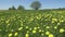 Yellow dandelion flowers in a field spring. Dolly video