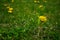 Yellow Dandelion flowers in Grass