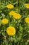 Yellow dandelion flowers, a group of several flowers in nature. Yellow dandelion heads on background of green foliage grass in