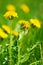 Yellow dandelion flowers with leaves in green grass, spring photo,