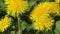 Yellow dandelion flowers on the meadow