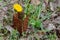 Yellow dandelion flowers in a metal mesh. Flower behind bars