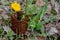 Yellow dandelion flowers in a metal mesh. Flower behind bars