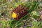 Yellow dandelion flowers in a metal mesh. Flower behind bars