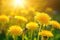 Yellow dandelion flowers with shallow focus being flooded with warm sunlight