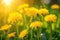 Yellow dandelion flowers with shallow focus being flooded with warm sunlight