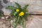 The Yellow dandelion flowers Taraxacum on a background of a stone wallseedling