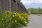 Yellow dandelion flowers Taraxacum officinale grow along an old brick fence in the city. plant Taraxacum officinale at the time