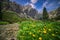 Yellow dandelion flowers in the wind in Mala Studena Dolina valley in High Tatras