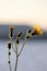 Yellow dandelion foreground of mountain lake