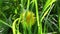 Yellow dandelion in the grass the wind background
