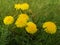 Yellow dandelion grows on a green meadow