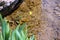 Yellow dandelion grows on the sandy shore near the water, background, texture