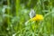 Yellow dandelion herb flower and butterfly in Russia