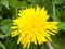 Yellow Dandelion macro shot and lush