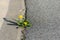 Yellow dandelion made its way through the asphalt. Nature in a city