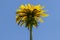 Yellow dandelion over blue sky