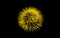 Yellow dandelion seed head isolated on black background
