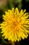 Yellow dandelion. Summer flower. Macto shooting.