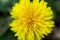 Yellow dandelion. Summer flower. Macto shooting.