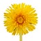 Yellow Dandelion (Taraxacum Officinale) Flower Close-Up on White Background