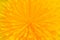Yellow Dandelion Taraxacum Officinale Flower Middle Macro