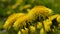 Yellow dandelion (Taraxacum officinale) flowers in wind