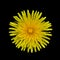 Yellow Dandelion - Taraxacum officinale Isolated