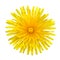 Yellow Dandelion - Taraxacum officinale Isolated