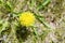 Yellow dandelion view from above 1