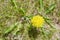 Yellow dandelion view from above 2