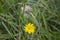 Yellow dandelion and white old dandelion flower