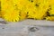 Yellow dandelion on a wooden surface