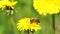 Yellow dandelions with a bee. Honey bee collecting nectar from dandelion flower. Close up flowers yellow dandelions