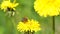 Yellow dandelions with a bee. Honey bee collecting nectar from dandelion flower. Close up flowers yellow dandelions