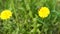 Yellow dandelions with a bee. Honey bee collecting nectar from dandelion flower. Close up flowers yellow dandelions