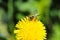 Yellow dandelions with a bee. The honey bee collects nectar from a dandelion flower.