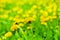 Yellow dandelions in bloom close up on blurred green field background, blowballs blossom flowers on spring lawn, beautiful summer