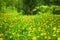 Yellow dandelions bloom in green forest on sunny day on blurred background, blossom blowballs flowers on spring woods glade